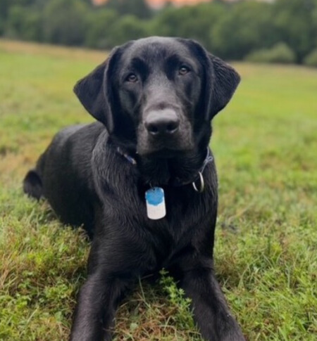 Buddy the dog sits in front of the camera for a photo in a field. Buddy has all black fur and hazel eyes looking at the camera. 